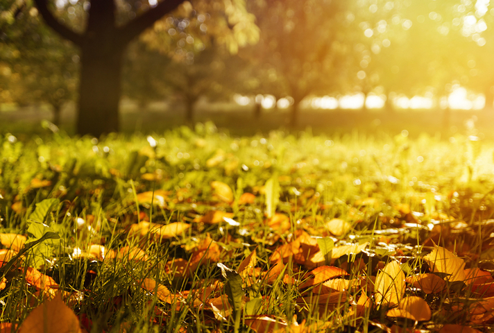 Autumn landscape