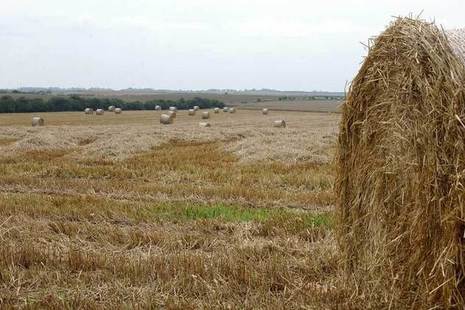 Straw bales in harvested field
