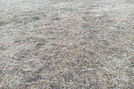 dry grass