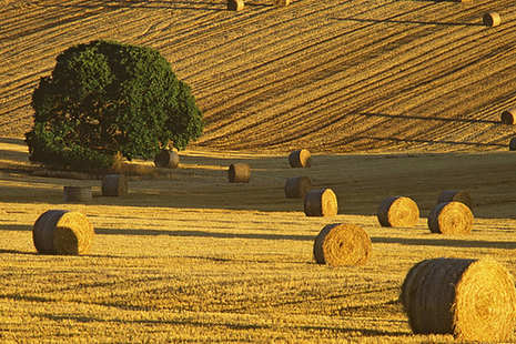 Photograph of crops in field