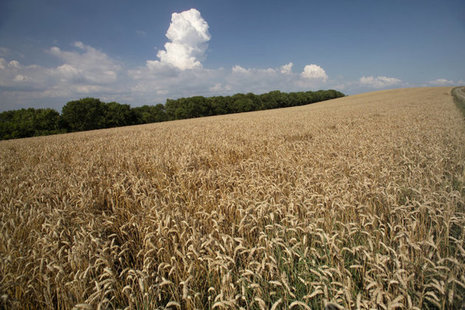 Field of grain