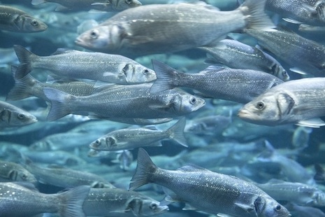 Bass