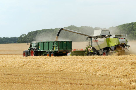 Combine harvester collecting crops