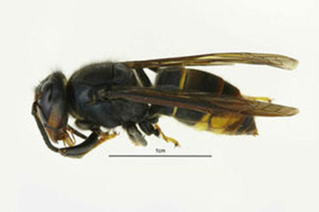 Asian Hornet
