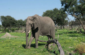 Elephant