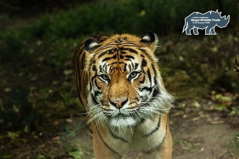 An endangered Sumatran tiger, pictured in London Zoo.