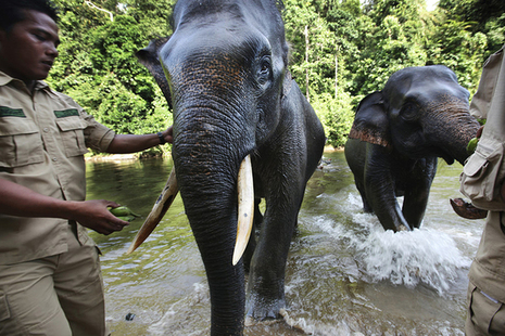 Rangers protecting elephants and forests in Indonesia. Picture: Abbie Trayler-Smith/Panos