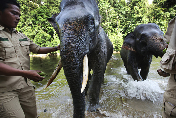 Rangers protecting elephants and forests in Indonesia. Picture: Abbie Trayler-Smith/Panos