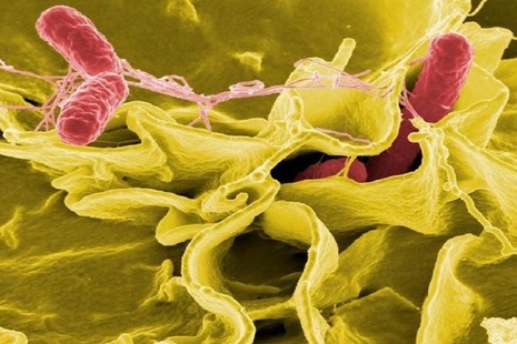 Salmonella