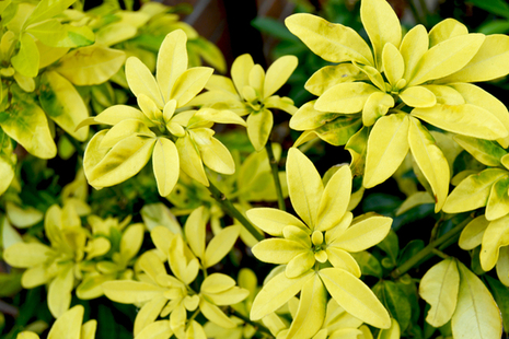 Leaves
