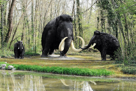 woolly mammoths