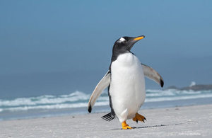 Penguin