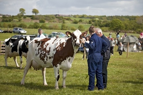 Dairy Cows in Ayrshire