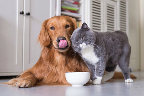 Cat and dog