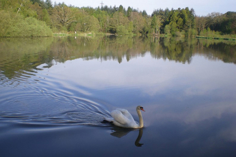 A swan on Stover Lake