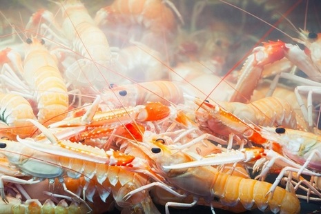 Norway lobster