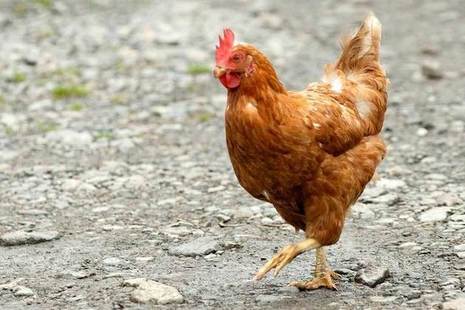 chicken