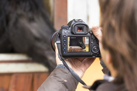 horse camera