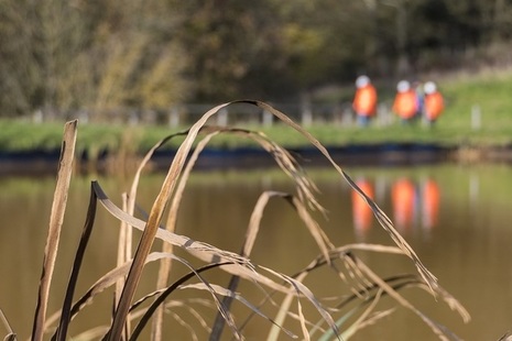 Reeds near water