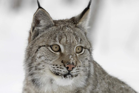 Lynx