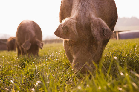 Pigs in a field (photo credit: Getty images)