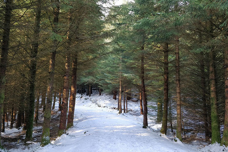 Snowy forest