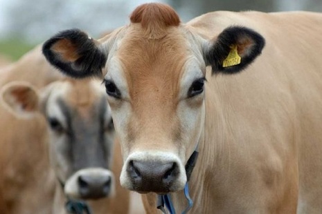 Cattle