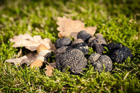 truffles
