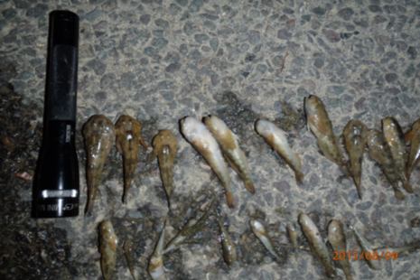bullheads