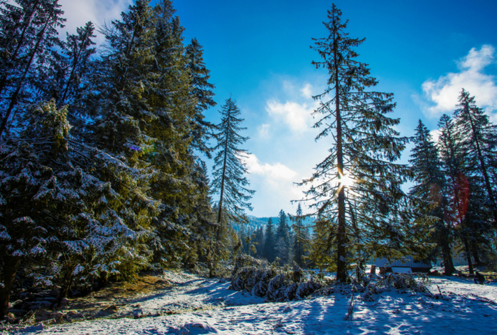 Snow forest scene