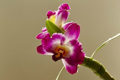 Orchid (Photo credit: Getty)