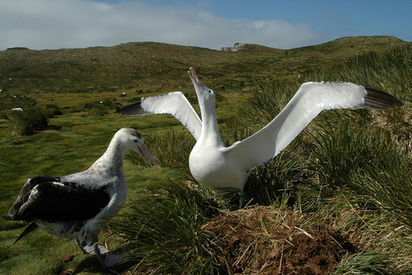 A pair of wandering albatrosses on South Georgia (Credit: Richard Phillips/British Antarctic Survey)