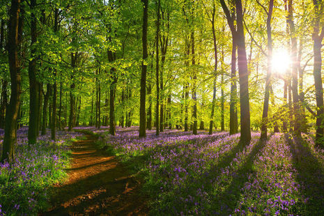 Trees lining a path through bluebells