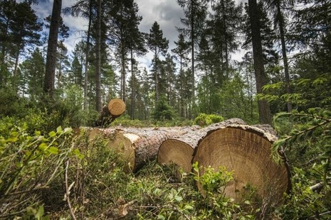 Timber stack in a woodland