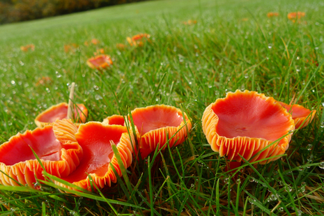 Fungi at The Leasowes in Halesowen near Birmingham