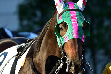 Racehorse