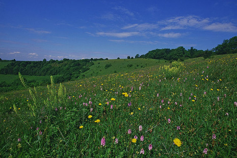 Rural image for Countryside Stewardship
