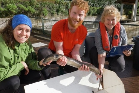 Eel fitted with satellite tag