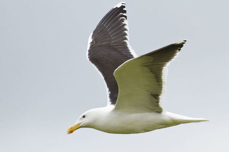 Seabird: European shags