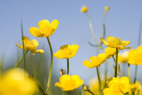Buttercups
