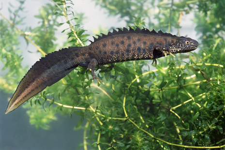 Great crested newt