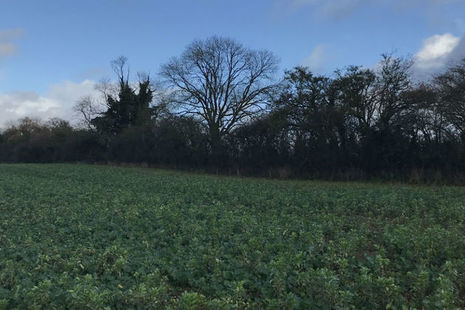 Field with a boundary hedge