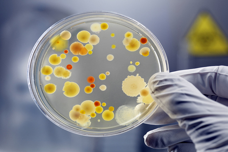 Scientist holding petri dish