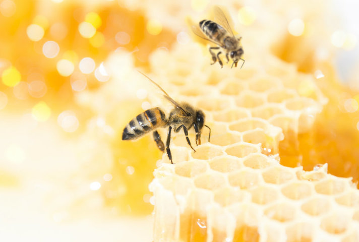 Honey and bees