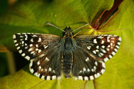 Grizzled skipper butterfly on a leaf.