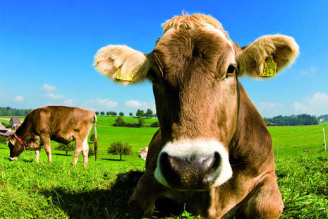 Cow in a field