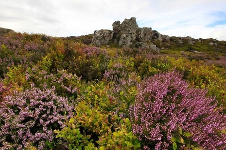 Heathland and rock formation at Stiperstones National Nature Reserve