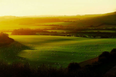 Sheep grazing on several fields in the English countryside, with the sun shining down.