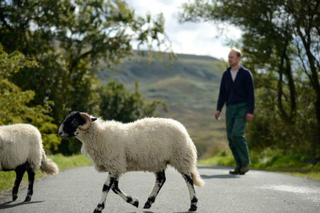 Farmer walking sheep across road