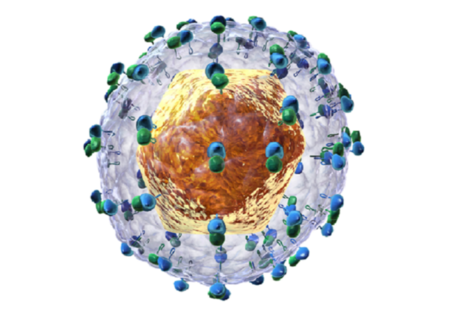 Hepatitis C virus